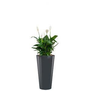 Standard All in 1 Hydrocultuur Spathiphyllum mont blanc rond antraciet