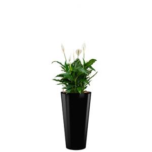 Standard All in 1 Hydrocultuur Spathiphyllum mont blanc rond zwart