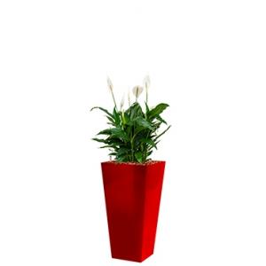 Standard All in 1 Hydrocultuur Spathiphyllum mont blanc vierkant rood