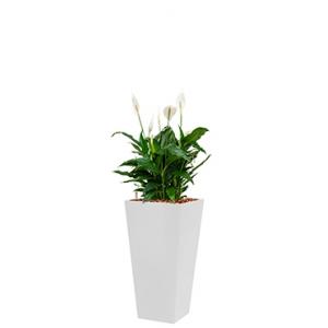 Standard All in 1 Hydrocultuur Spathiphyllum mont blanc vierkant wit