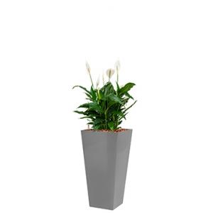 Standard All in 1 Hydrocultuur Spathiphyllum mont blanc vierkant zilver