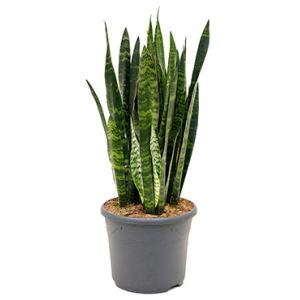 Sansevieria coral black L kamerplant