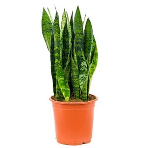 Afbeelding Sansevieria coral black S kamerplant door Tuinexpress.nl