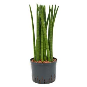 Sansevieria cylindrica straight M hydrocultuur plant