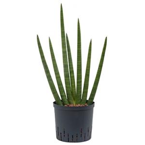 Sansevieria cylindrica sunshine S hydrocultuur plant