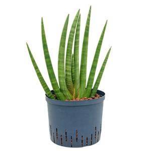 Sansevieria cylindrica sunshine M hydrocultuur plant