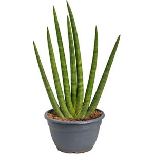 Sansevieria cylindrica sunshine M kamerplant