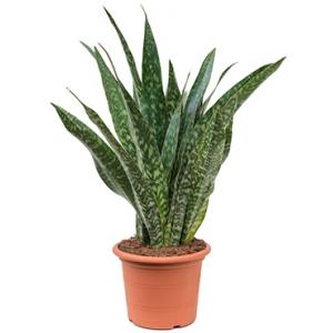 Sansevieria jiboia kamerplant