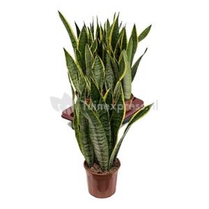 Afbeelding Sansevieria laurentii XXS kamerplant door Tuinexpress.nl