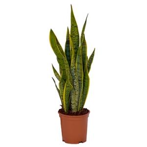 Sansevieria laurentii L kamerplant