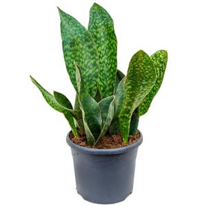 Sansevieria masiona gongo M kamerplant