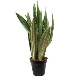 Sansevieria metallica S kamerplant