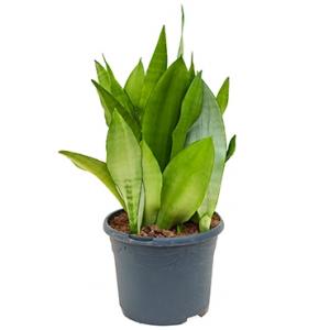 Sansevieria moonshine L kamerplant