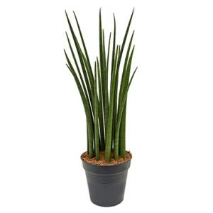 Sansevieria spikes S kamerplant