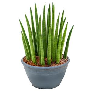 Sansevieria spikes M kamerplant