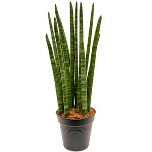 Sansevieria tower M kamerplant