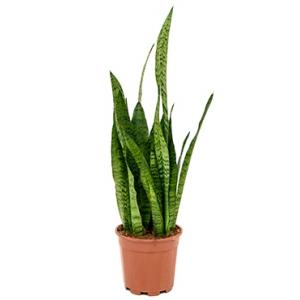 Sansevieria zeylanica milas