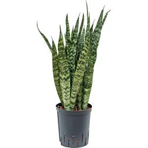 Sansevieria zeylanica silver hydrocultuur plant