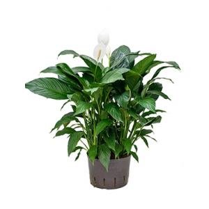 Spathiphyllum gokyo L hydrocultuur plant