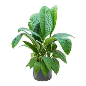 Spathiphyllum sensation XL hydrocultuur plant