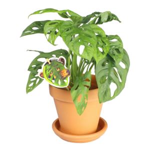 All in 1 kamerplant Monstera Obliqua XXXS in terracotta bloempot