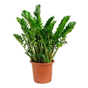 Zamioculcas zamiifolia L kamerplant