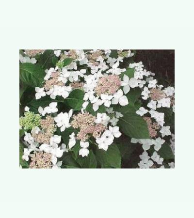 Schermhortensia