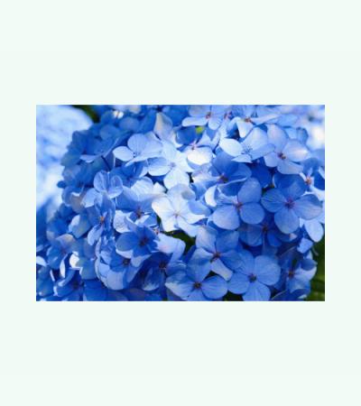 Kleinblijvende hortensia