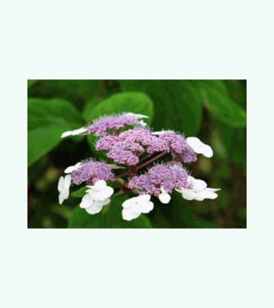 Fluweelhortensia