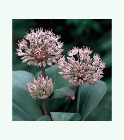 Sierui (Allium karataviense) moerasplant (6-stuks)