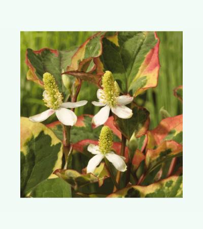 Bonte moerasanemoon (Houttuynia cordata “Chameleon”) moerasplant (6-stuks)