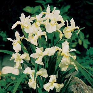 Afbeelding Witte Siberische iris (Iris Sibirica “Snow Queen”) moerasplant - 6 stuks door Tuinexpress.nl