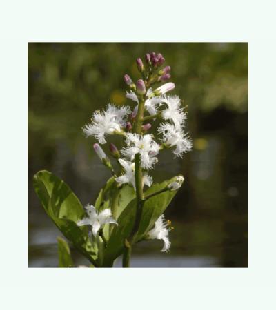 Waterdrieblad (Menyanthes Trifoliata) moerasplant (6-stuks)