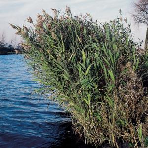 Riet (Phragmites Australis) moerasplant (6 stuks)