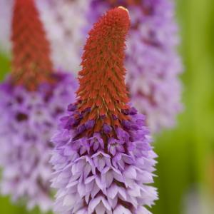 Afbeelding Orchideeprimula (Primula vialii) moerasplant - 6 stuks door Tuinexpress.nl