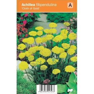 Duizendblad (achillea filipendulina "Cloth of Gold") zomerbloeier - 12 stuks