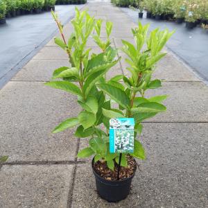 Weigela struik Candida 50 60 cm 7 stuks