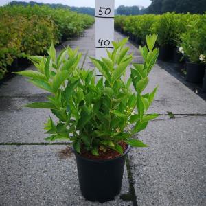 Weigela struik Candida 60 80 cm 5 stuks