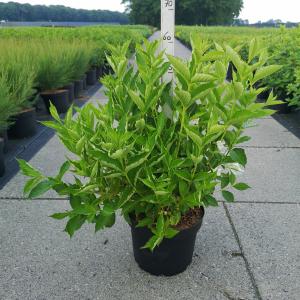 Weigela struik Candida - 80 - 100 cm - 5 stuks