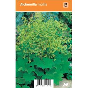 Vrouwenmantel (alchemilla mollis) zomerbloeier - 12 stuks