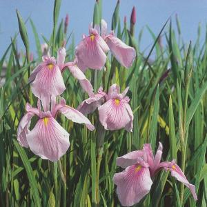 Afbeelding Roze Japanse iris (Iris laevigata “Rose Queen”) moerasplant - 6 stuks door Tuinexpress.nl