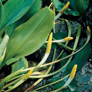 Afbeelding Goudknots (Orontium aquaticum) moerasplant - 6 stuks door Tuinexpress.nl