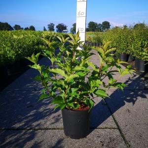 Weigela struik Red Prince 60 80 cm 5 stuks