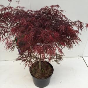 Japanse esdoorn (Acer palmatum Garnet ) heester 60 cm 1 stuks