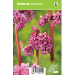 Schoenlappersplant (bergenia cordifolia) voorjaarsbloeier - 12 stuks