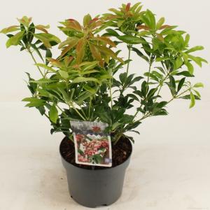 Rotsheide (Pieris Japonica “Valley Valentine”) heester - 20-25 cm (C2) - 6 stuks