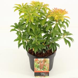 Rotsheide (Pieris Japonica “Bonfire”) heester - 20-25 cm (C2) - 6 stuks