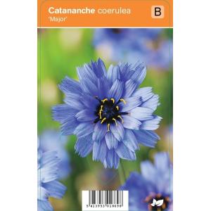 Blauwe strobloem (catananche caerulea "Major") zomerbloeier - 12 stuks