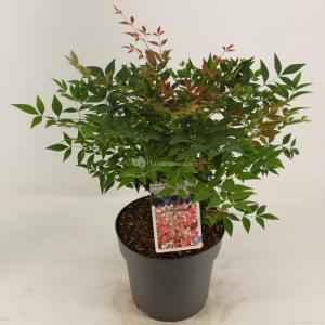 Hemelse bamboe (Nandina domestica “Gulfstream”) heester - 30-40 cm - 8 stuks