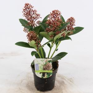 Skimmia (Skimmia Japonica “Bonfire”®) heester - 15-20 cm (P9,5) - 18 stuks